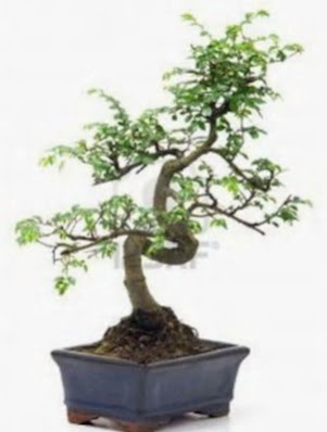 S gvde bonsai minyatr aa japon aac Ankara ankaya Taurus AVM iekiler iek sat