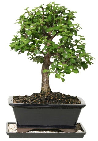 15 cm civar Zerkova bonsai bitkisi Ankara ankaya Next Level AVM iek siparii sitesi