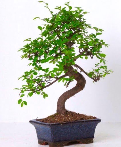 S gvdeli bonsai minyatr aa japon aac Ankara FTZ Alveri merkezi AVM iekiler iek gnder