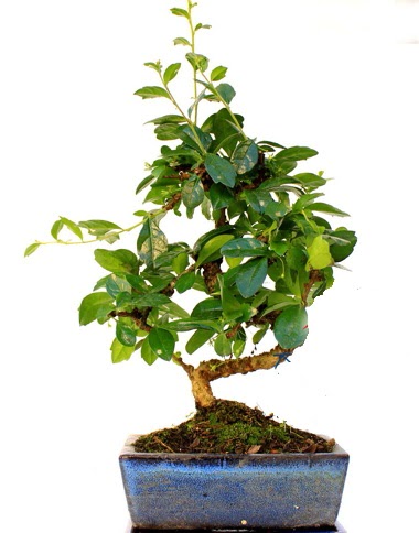 S gvdeli carmina bonsai aac Ankara Etlik Antares Alveri merkezi AVM iek yolla Minyatr aa