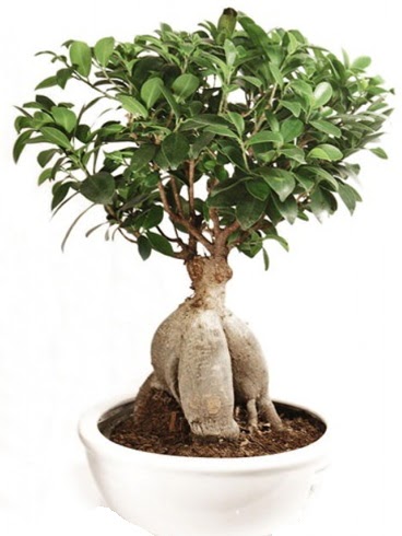 Ginseng bonsai japon aac ficus ginseng Ankara Mamak Nata Vega AVM iekiler